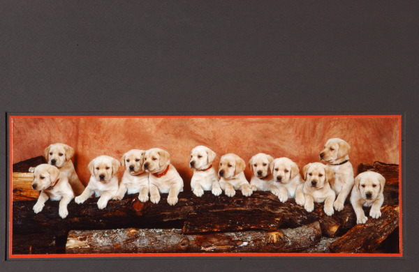 a panorama of puppies -- R. Sands --