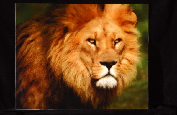 majestic king -- K. Bogner --