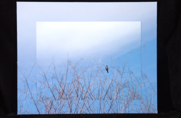 alone -- C. Day-Swallow --