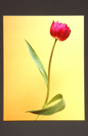 dancing tulip -- I. Benavente --