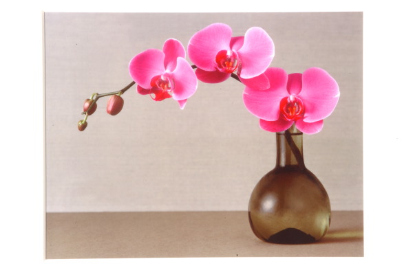 pink orchids no.1 -- I. Benavente --