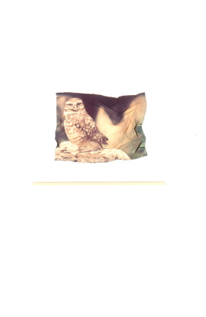 owl portrait -- I. Benavente --